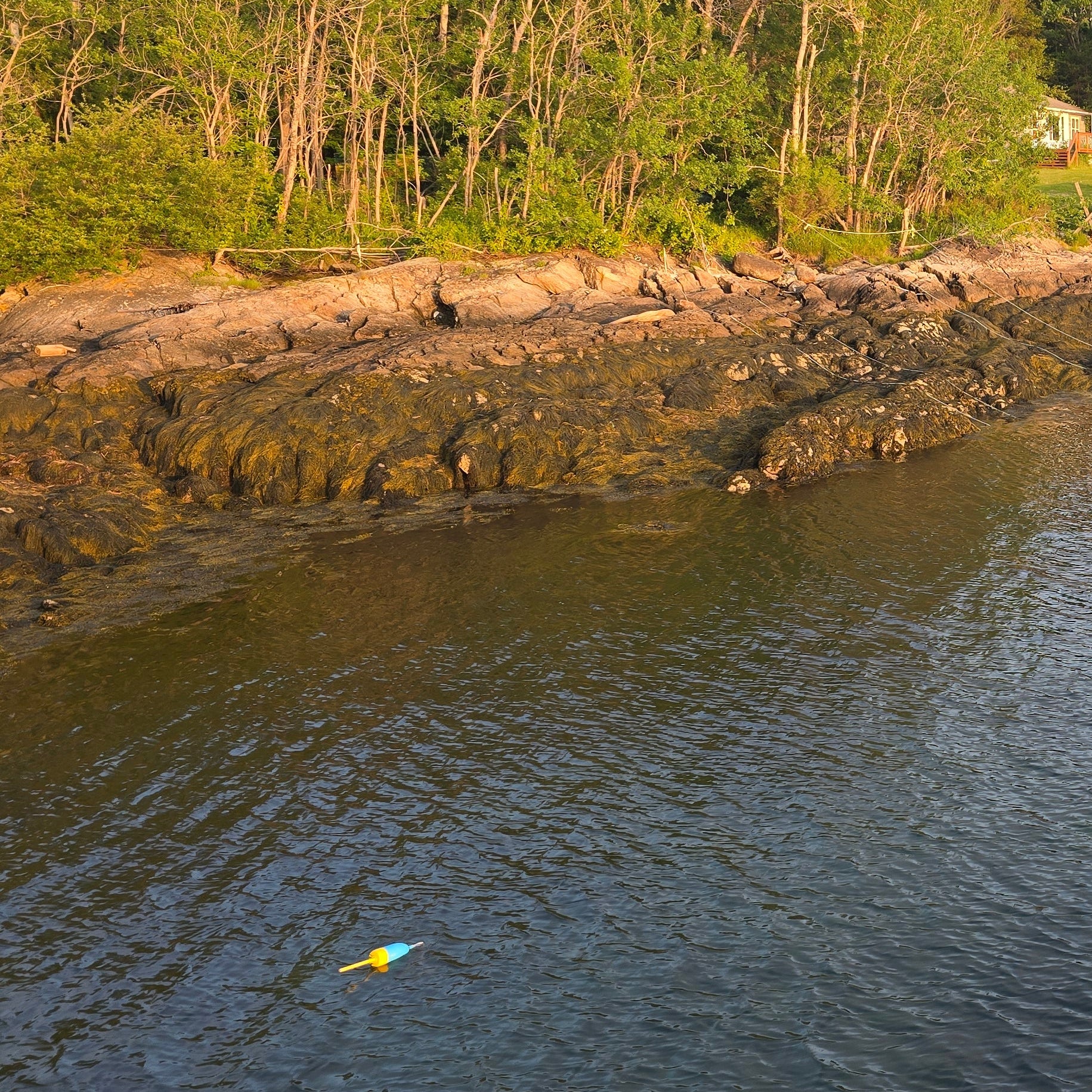 buoy™PRO Concentrated Seaweed Extract 0-0-4