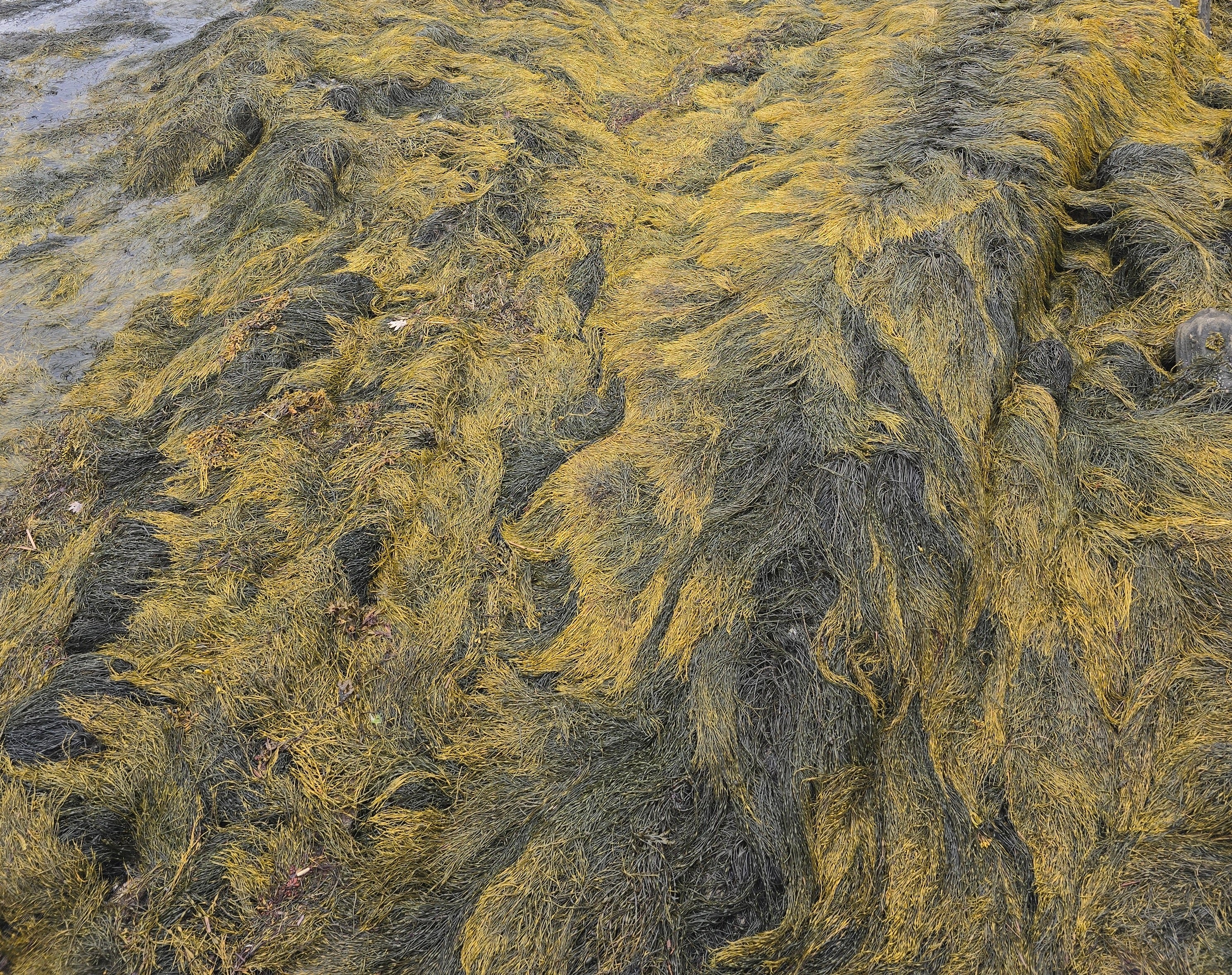 buoy™ Concentrated Seaweed Extract 0-0-4